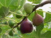 Osborne Prolific  Fig