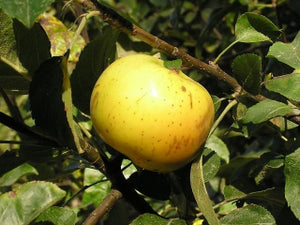 Ozark Gold organic heirloom apple trees