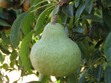 packham's triumph organic pear tree for sale