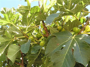 Panache  Fig tree