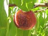 Panamint heirloom nectarine tree