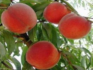 Peregrine heirloom peach trees
