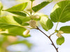 Persian white mulberry tree of antiquity