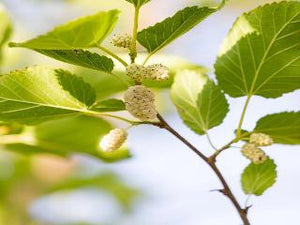 Persian white mulberry tree of antiquity