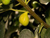 Peters Honey Fig tree