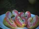 Pink Pearl red fleshed apple tree for sale