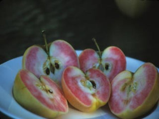 Pink Lady Apple Tree For Sale - 4-5ft Bareroot Organic