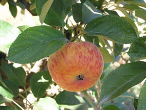 Pink Princess red fleshed apple trees