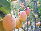 Pink Ume Apricot tree for sale