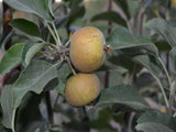 Pitmaston Pineapple heirloom apple trees