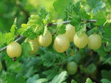 pixwell gooseberry trees of antiquity