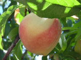 Polly White heirloom peach tree for sale
