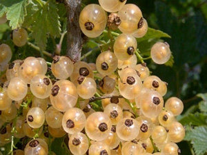 Primus White Currant 