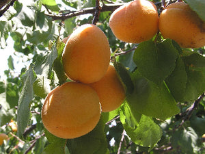 Puget Gold  Apricot tree for sale