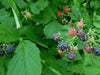 Munger Black Raspberries