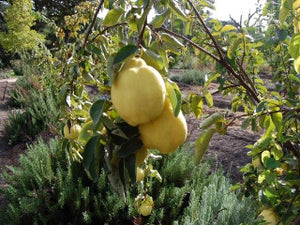 Pineapple Quince tree for sale