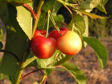 Rainier cherry trees for sale