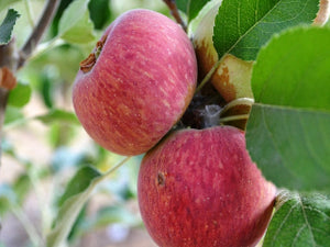 Ramsdell Sweet organic heirloom apple tree for sale