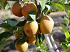 Razor Russet  heirloom apple trees