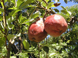Red Bartlett heirloom pear trees