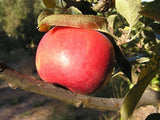 Red Berlepsch certified organic apple trees for sale