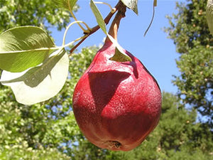 Red Clapp's Favorite heirloom pear trees. 