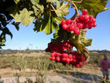 red currant