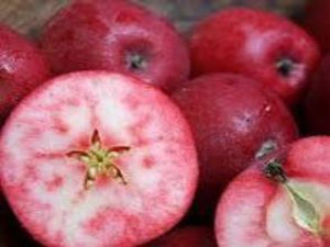 Red Devil red fleshed apple tree