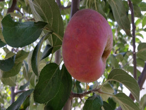 Gravenstein organic heirloom apple tree for sale