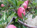 Red October organic heirloom apple trees