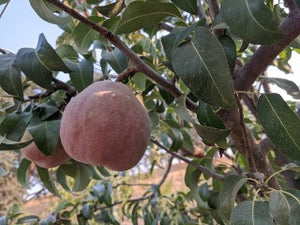 red d'anjou pear tree