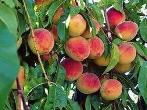 Redhaven Peach (1-year)