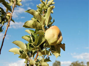 Reinette du Canada heirloom apple tree