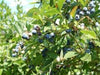 Reka Blueberry bush