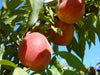 Rio Oso Gem heirloom peach tree for sale