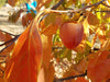 Saijo Persimmon trees 