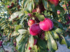 Santa Rosa heirloom plum trees