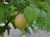 Shaa-Kar-Pareeh heirloom apricot tree