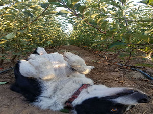 organic heirloom apple trees