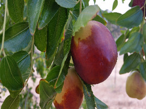 Shanxi Jujube tree for sale