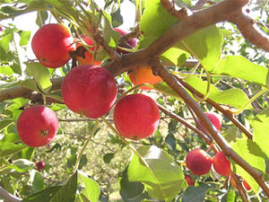 Siberian Crabapple tree