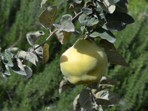 Van Deman heirloom quince tree