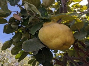 Smyrna Quince