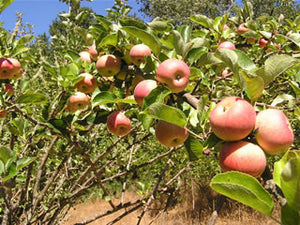 Sops-n-Wine heirloom apple tree