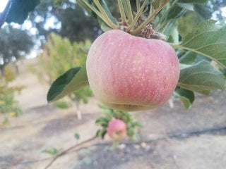 Spokane Beauty heirloom apple trees