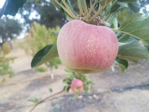 Spokane Beauty heirloom apple trees