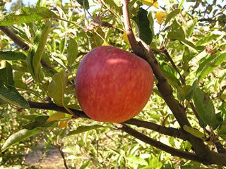 Starking Delicious heirloom apple tree for sale