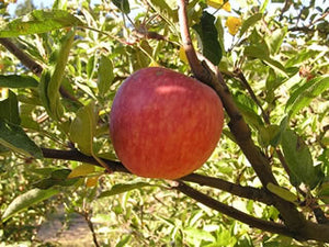 Starking Delicious heirloom apple tree for sale