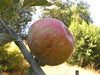 Stearns organic heirloom apple tree for sale
