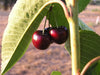 Stella Cherry tree for sale